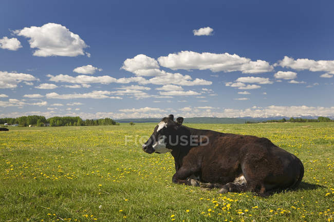 Mucca seduta in campo — Foto stock