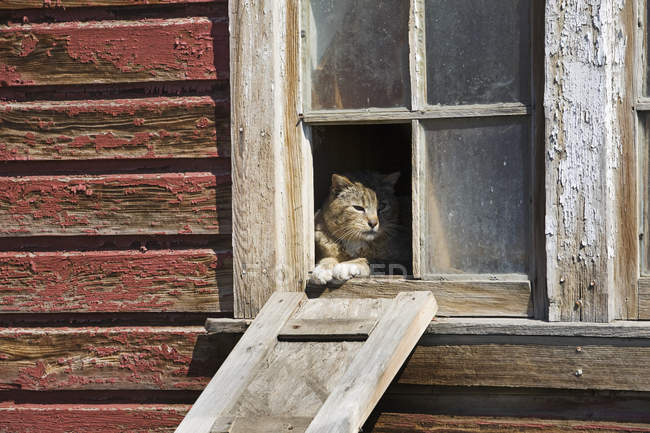 Chat regardant par la fenêtre — Photo de stock