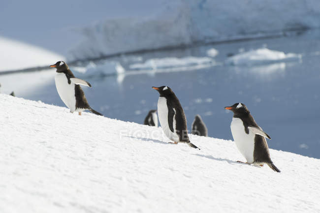 Pingüinos Gentoo corriendo hacia arriba - foto de stock