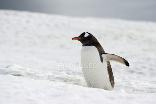 Pinguim gentoo com asa estendida — Fotografia de Stock