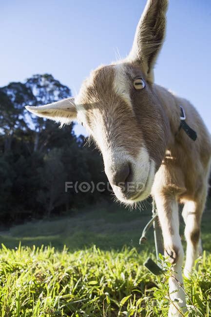 Chèvre regardant la caméra — Photo de stock
