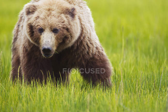 Orso bruno in piedi sull'erba — Foto stock