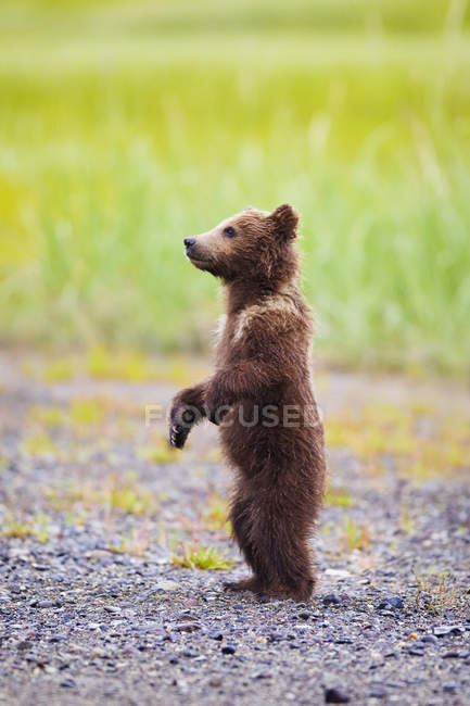 Медведь стоит на траве — стоковое фото