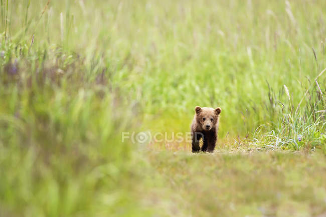 Brown oso cachorro caminando - foto de stock