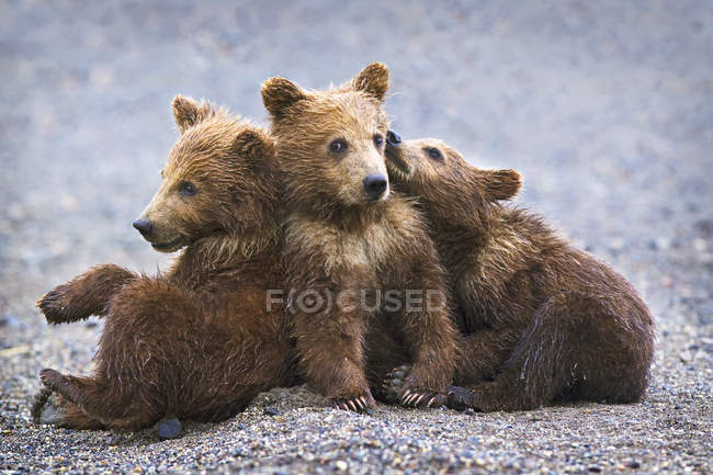 Cachorros oso marrón - foto de stock