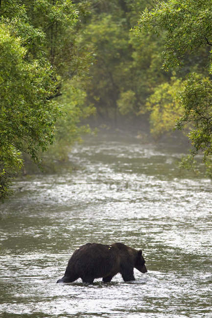 Бурый медведь в воде — стоковое фото