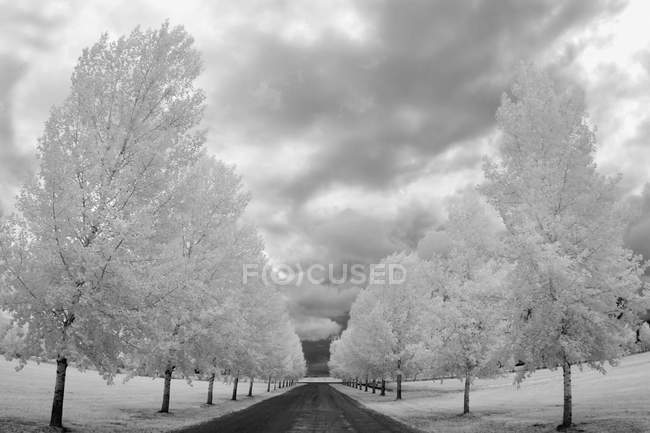 Strada di campagna con alberi — Foto stock