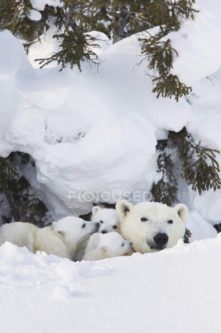 Белый медведь и три медведя — стоковое фото