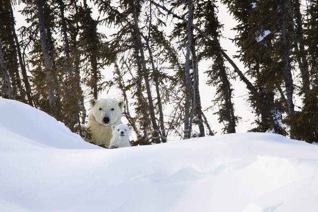 Eisbär starrt in Kamera — Stockfoto