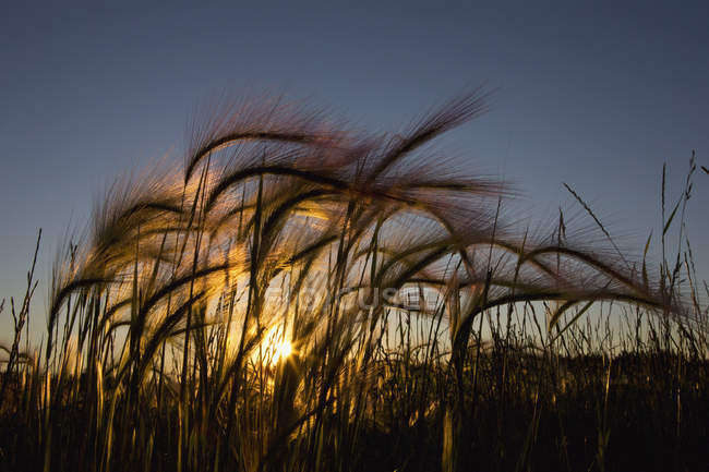 Трава с сияющим солнцем — стоковое фото
