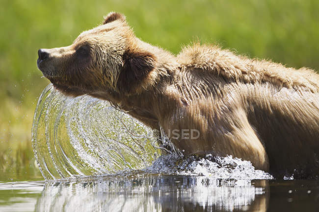 Urso pardo emerge da água — Fotografia de Stock