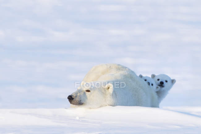 Two Polar Bears — Sleeping Winter Stock Photo 162238118