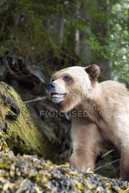 Urso Grizzly Caminhando — Fotografia de Stock