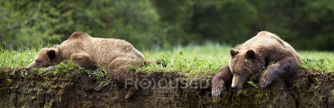 Grizzly orso riposo — Foto stock