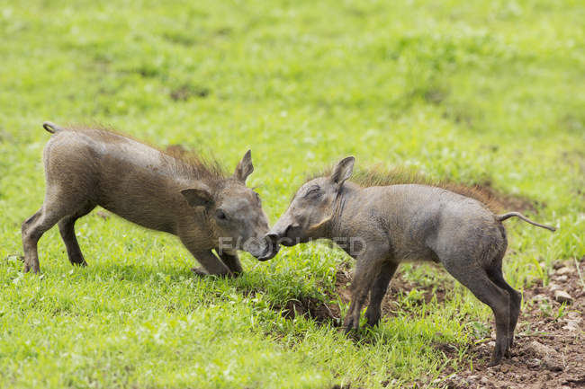 Bebé warthogs jugando - foto de stock