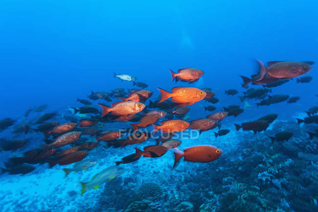 Crimson bigeyes nadando - foto de stock