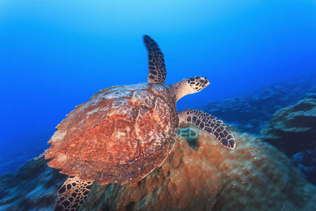 Falkenschildkröte schwimmt — Stockfoto