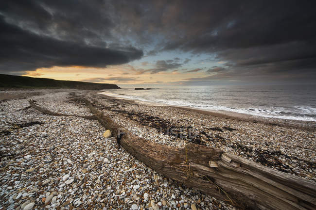 Driftwood deitado na praia — Fotografia de Stock