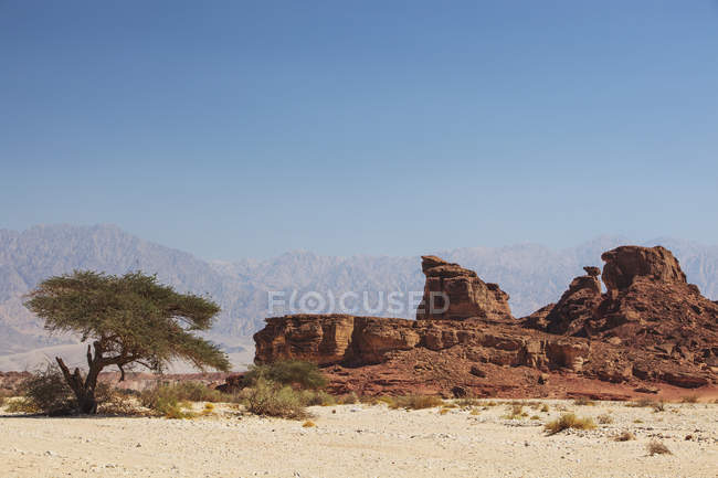 Acacia tree and arid landscape — Stock Photo