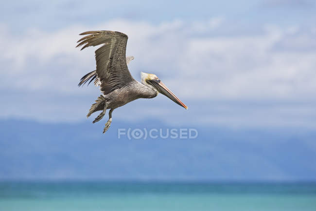 Бурий пелікан літаючий — стокове фото