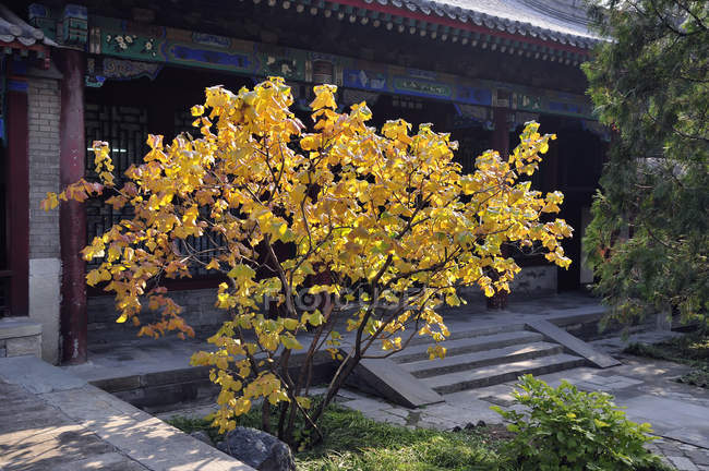 Architecture traditionnelle chinoise — Photo de stock