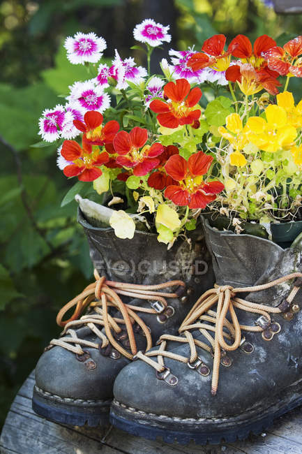 Flowers growing in boots — Stock Photo