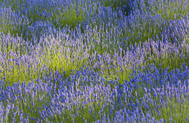 Rows of lavender plants — Stock Photo