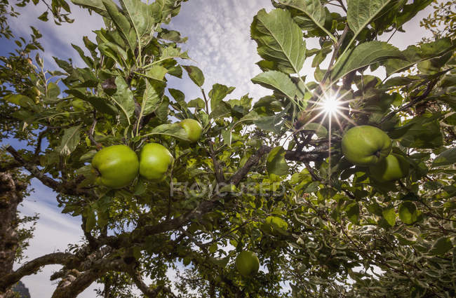 Manzanas ecológicas maduran - foto de stock