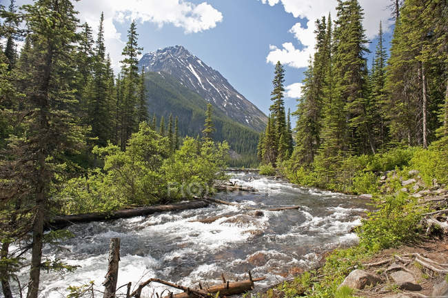 River running through forest — Stock Photo