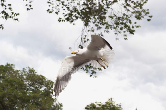 Pájaro en vuelo contra el cielo - foto de stock