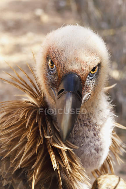 Griffon vautour à la recherche — Photo de stock