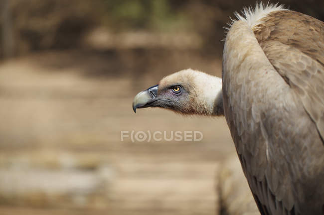 Griffon vulture looking — Stock Photo