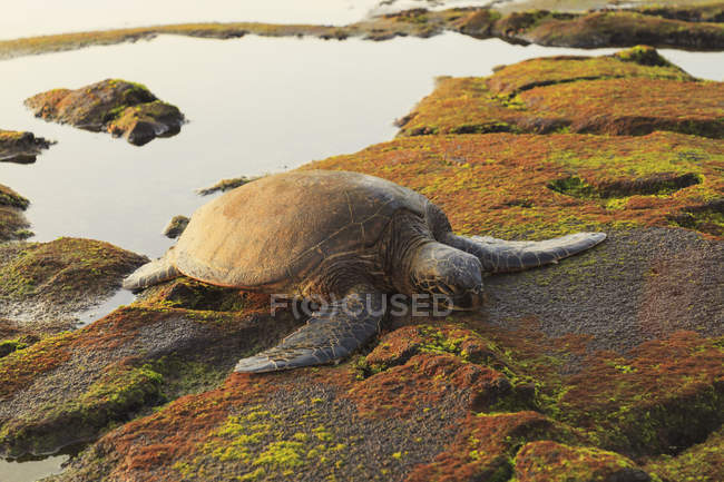 Tartaruga marina verde — Foto stock