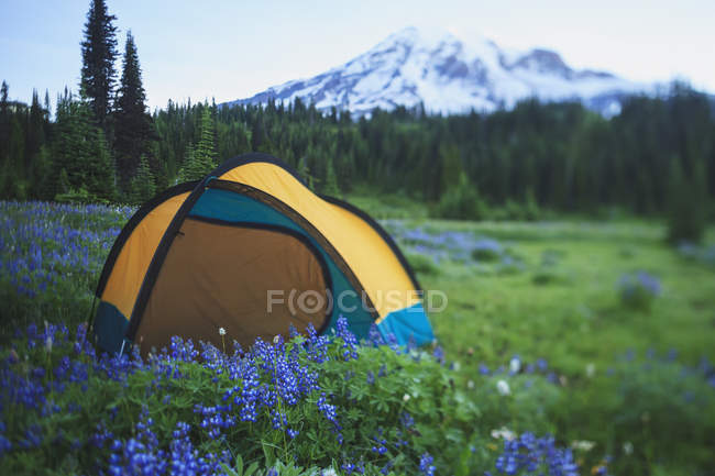 Campeggio su campo verde — Foto stock