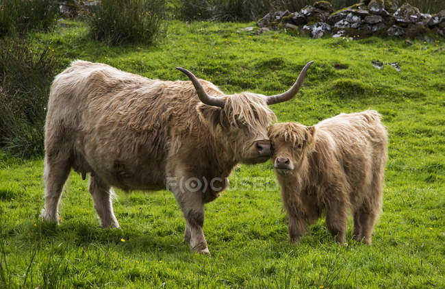 Bovinos e vitelos das terras altas — Fotografia de Stock