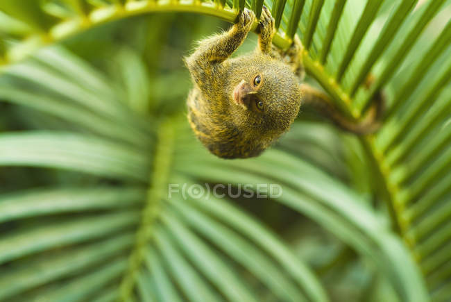Pygmäenäffchen auf Zweig — Stockfoto