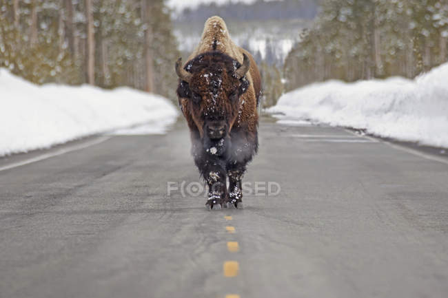 Büffel zu Fuß nach unten — Stockfoto