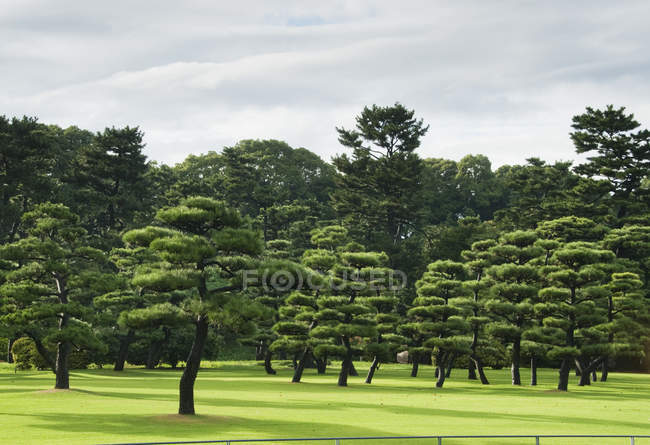 Пишні дерева на доглянутому газоні — стокове фото