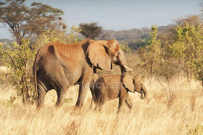 Elefante con su pantorrilla - foto de stock