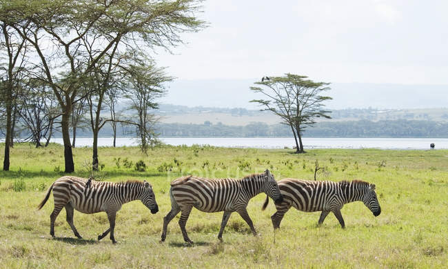 Zebras roaming em campo — Fotografia de Stock