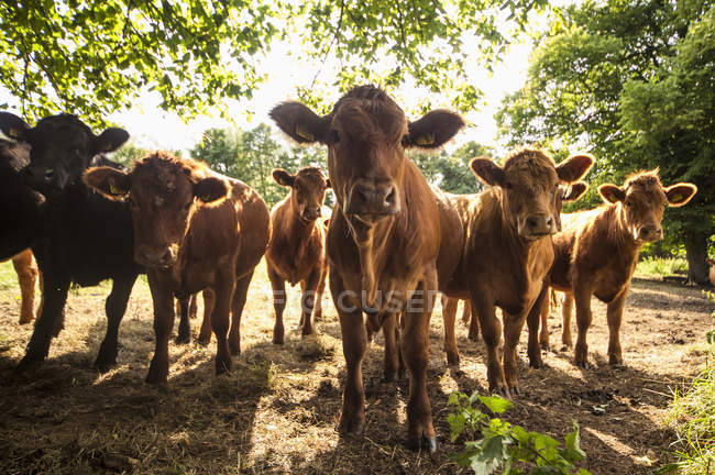 Manada de vacas a olhar para a câmara — Fotografia de Stock