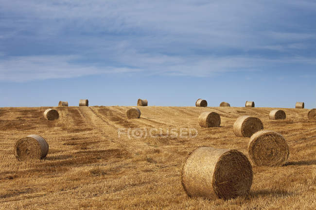 Fardos de feno no campo — Fotografia de Stock