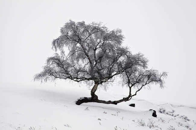 Frosty tree in the snow — Stock Photo