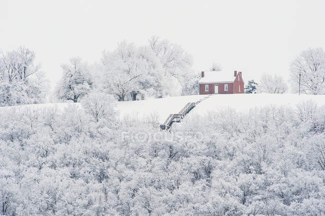 Winterbäume mit Schnee — Stockfoto