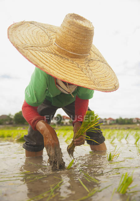 Mann mit Strohhut pflanzt neuen Reis im Freien über Feld; Chiang Mai, Thailand — Stockfoto