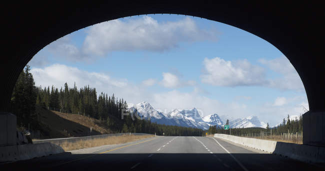 Тоннель дикой природы над шоссе — стоковое фото