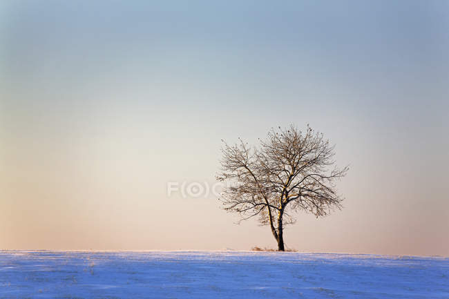 One tree in field — Stock Photo