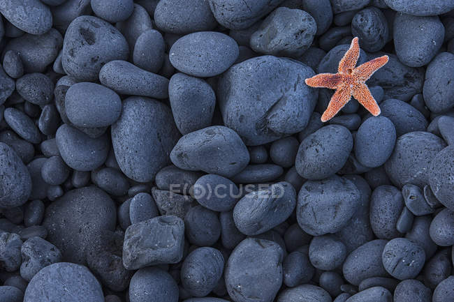 Starfish On Black Rocks — Stock Photo
