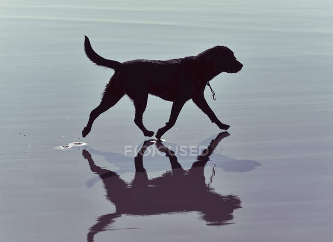 Собака гуляет по воде — стоковое фото