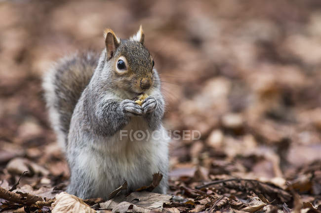 Écureuil au sol tenant quelque chose — Photo de stock